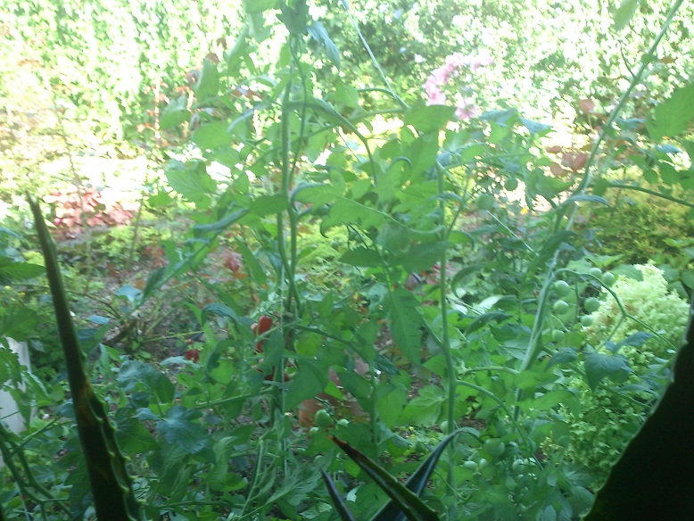 Pomidorki koktajlowe