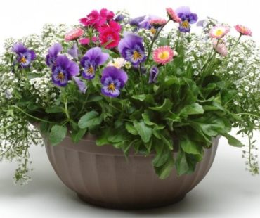 Zastosowanie roślin jednorocznych