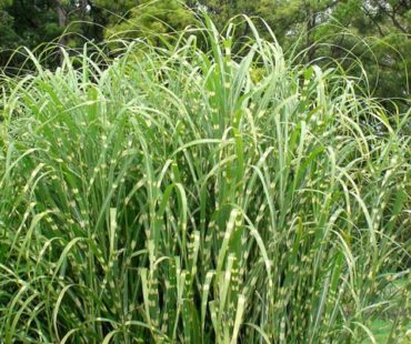 Trawa ozdobna także zimą – miskant chiński ‘Zebrinus’