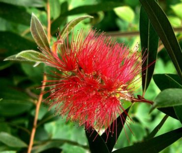 Kuflik – rzadka roślina zimozielona o nietypowych kwiatach