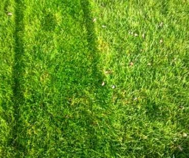 Jak postępować z trawnikiem przed zimą?