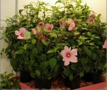 Jak ciąć – Ketmia syryjska (Hibiscus)?