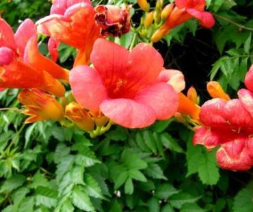 Jak ciąć – Milin amerykański?