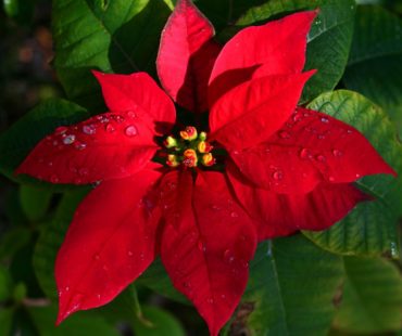 Gwiazda betlejemska – kwiat na Boże Narodzenie