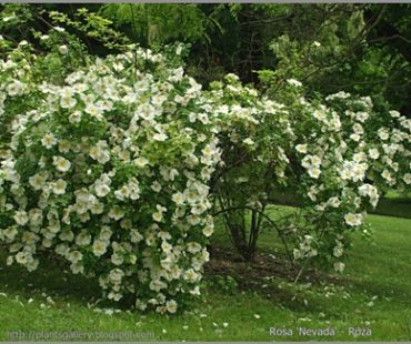 Jak ciąć – Róże parkowe?