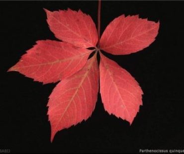 Jak ciąć – Winobluszcz pięciolistkowy?