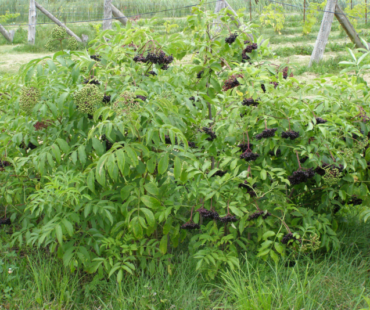 Symboliczne znaczenie krzewów i traw