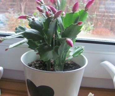 Rośliny bożonarodzeniowe