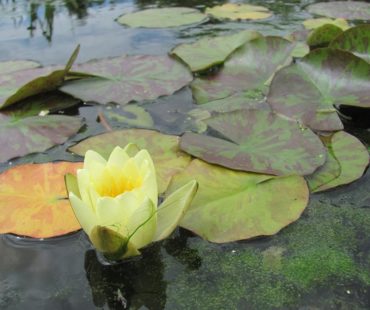 Symboliczne znaczenie kwiatów