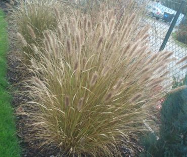 Zimowe zabezpieczanie traw