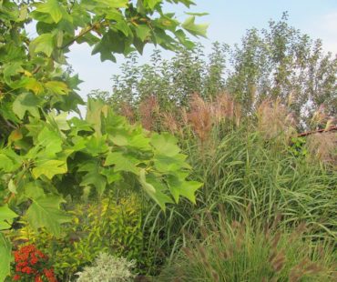 Tulipanowiec – drzewo oryginalne a mało znane.