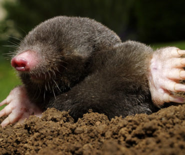 Jak pozbyć się kreta z ogrodu.